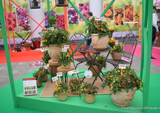 Concept of Hem Genetics; Funny Plumbs and Plumbrella, a tomatoesline.